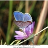 polyommatus icarus male3